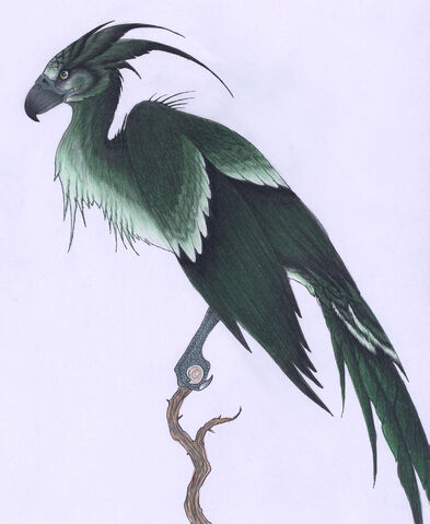 File:Augurey II by verreaux.jpg