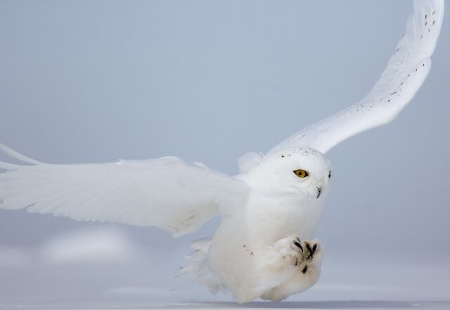File:Owl - Sabine.jpg