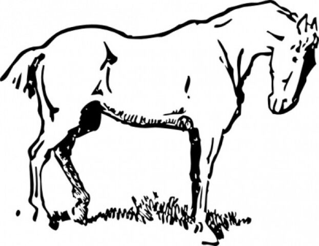 File:Small-eyed-horse-clip-art 425682.jpg