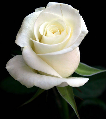 File:Rose.png