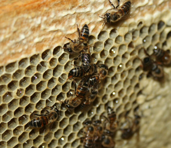 File:Cape Honeybee gorging.jpg