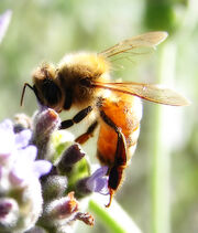 Lavender