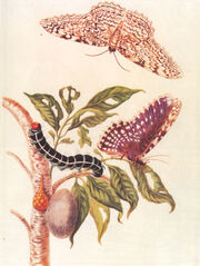 Merian3.jpg