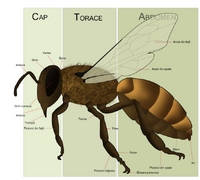 Anatomia albinei