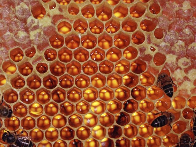 File:Honeycomb.jpg