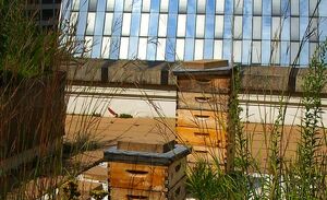Urban beekeeping