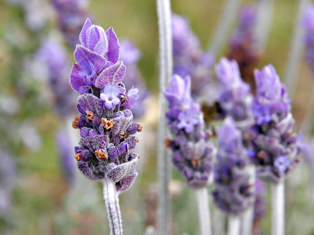 Fișier:Lavandula.jpg