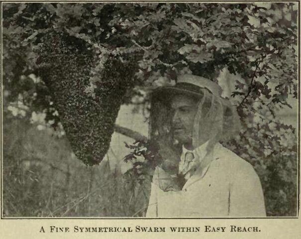Fișier:Symmetrical swarm.jpg