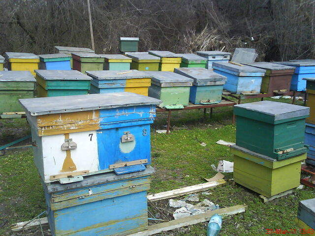 Fișier:DSC00284.jpg