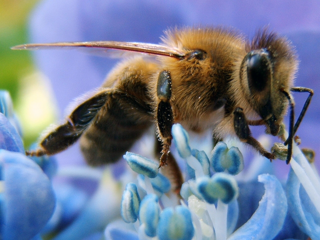 File:Honey-bee.png