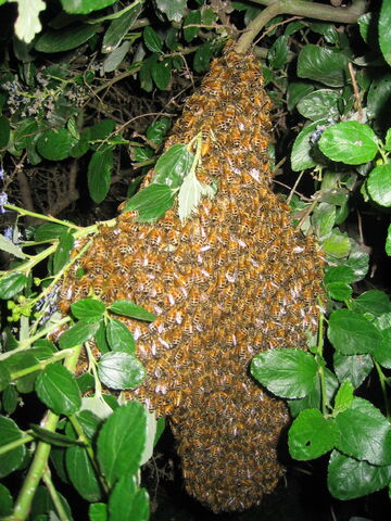 Fișier:Bee swarm.jpg
