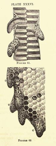 Fișier:Harbison41.jpg