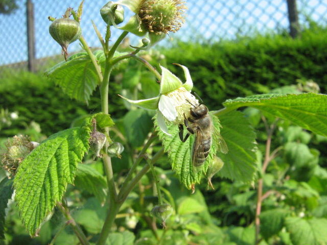 Fișier:Rubus Idaeus.jpg