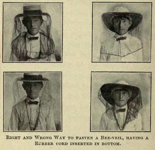 Fișier:Bee-veil.jpg