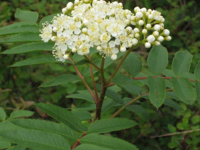 File:Rowan.jpg