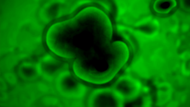 File:BB (234).png