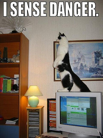 File:Funny cat pictures 019.jpg