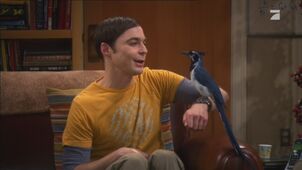 Sheldon mit zugelaufenem Vogel