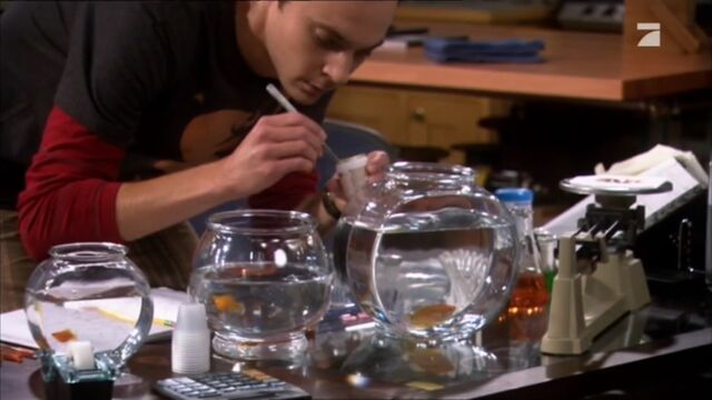 Datei:Sheldon züchtet Leuchtfische.jpg
