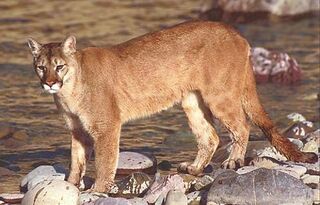 Mountain lion