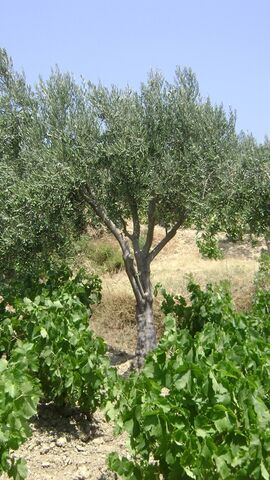 Fichier:Zeytin-agacindaki-buyuk-sir3.jpg