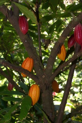 Fichier:Cacao-tree.jpg