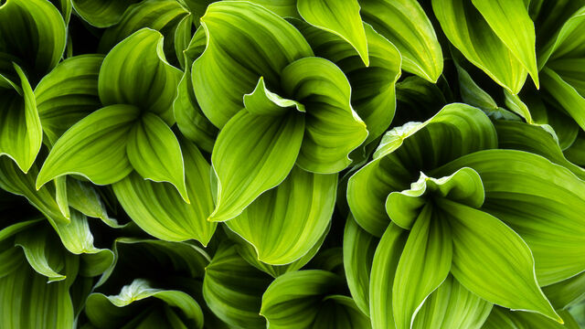 Fichier:Fonds-ecran-plante-5.jpg