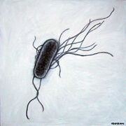 E coli