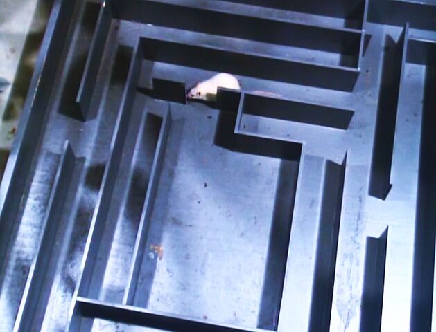 File:The Solid Gold Kidnapping - The rat maze.jpg