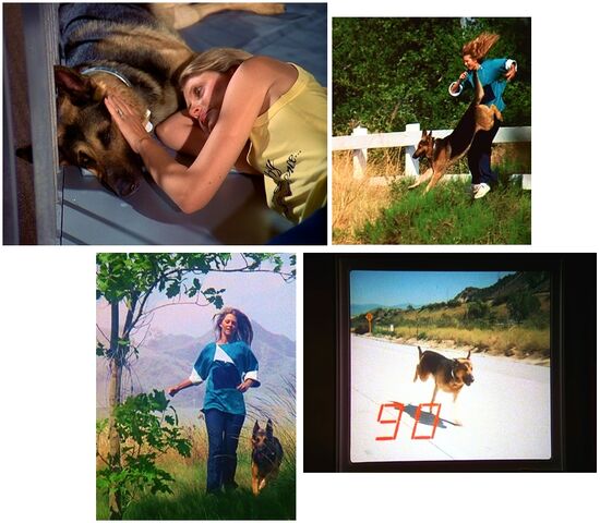 File:The Bionic Dog Sequence.jpg