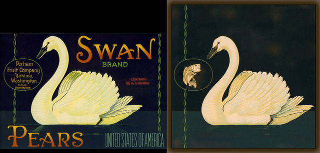 File:Swan.png