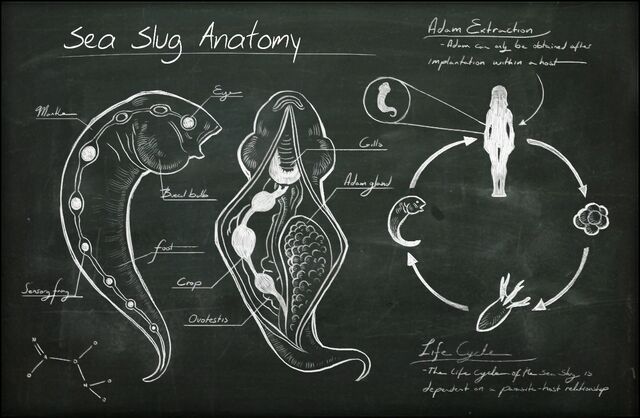 File:Sea Slug Anatomy.jpg