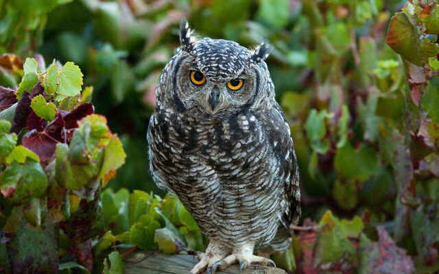File:Birdsofprey10.jpg