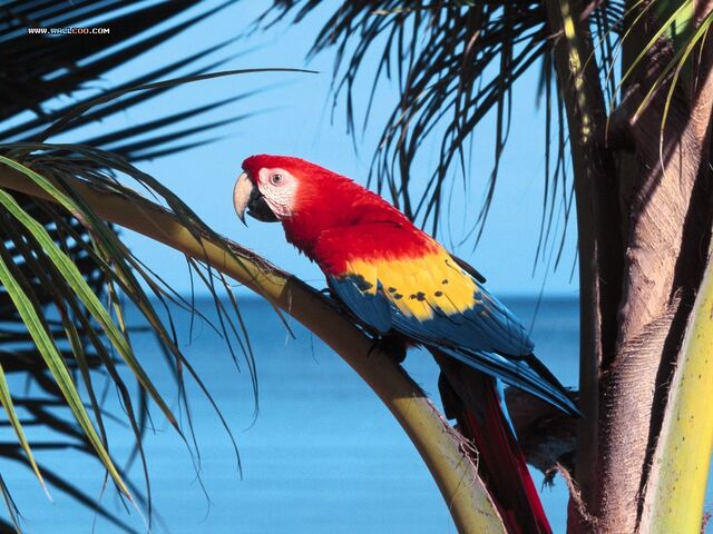 File:Parrot.jpg