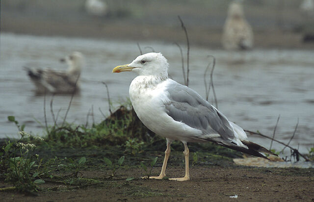 File:Yellow-legged gull.jpg