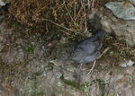 American+dipper-5961