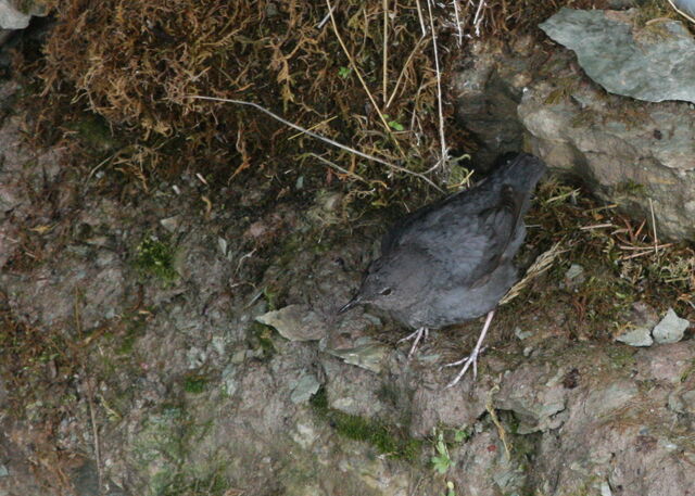 File:American+dipper-5961.jpg