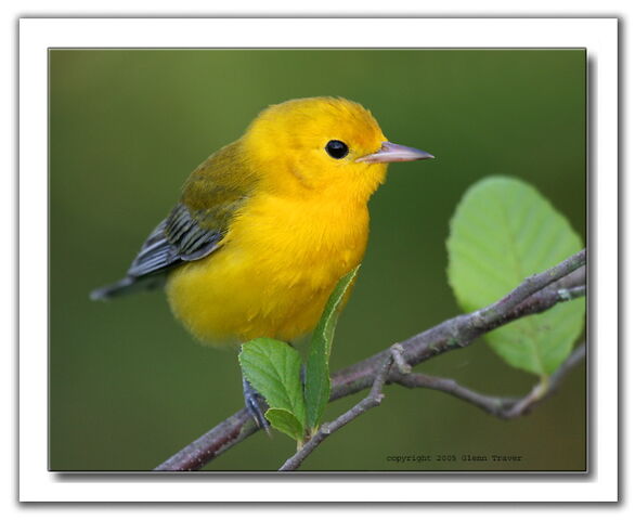 File:Yellow Finch.jpeg