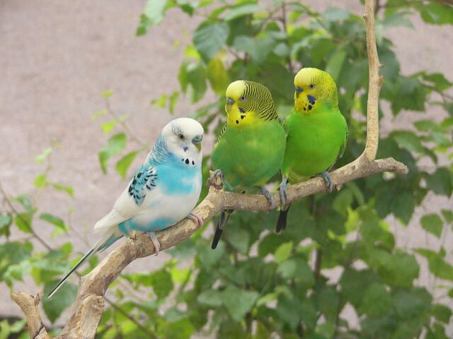 File:Parakeets.jpg