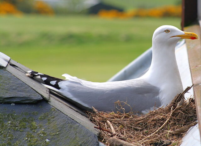 File:Nesting+Herring+Gull-2259.jpg