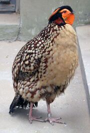 800px-Tragopan caboti