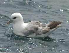 Fulmar