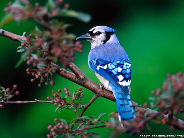 File:Blue Jay.jpg