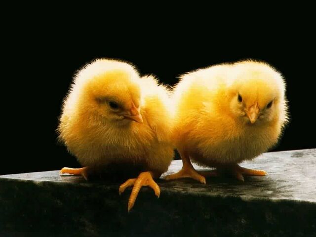 File:Chickies.jpg