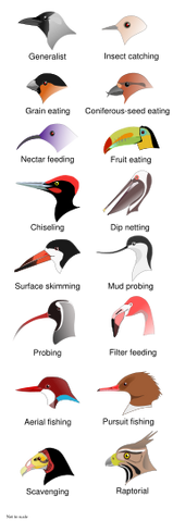 File:BirdBeaks.png