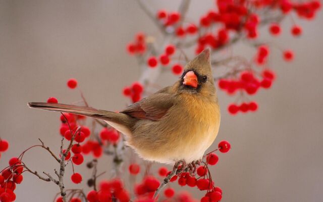 File:Female Cardinal.jpg