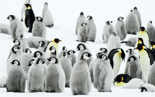 File:Antarctica Penguins.jpg