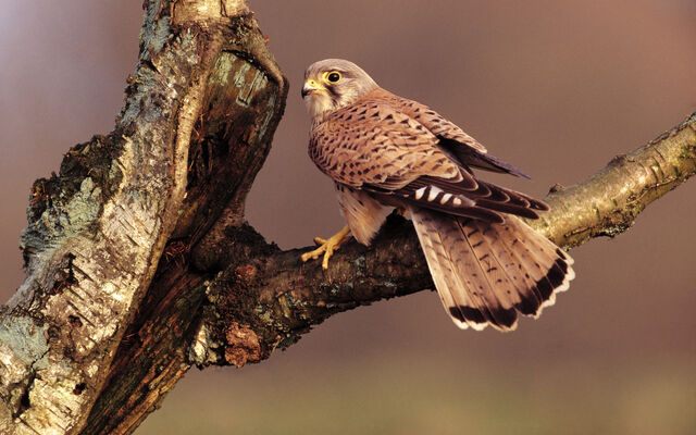 File:Birdsofprey17.jpg
