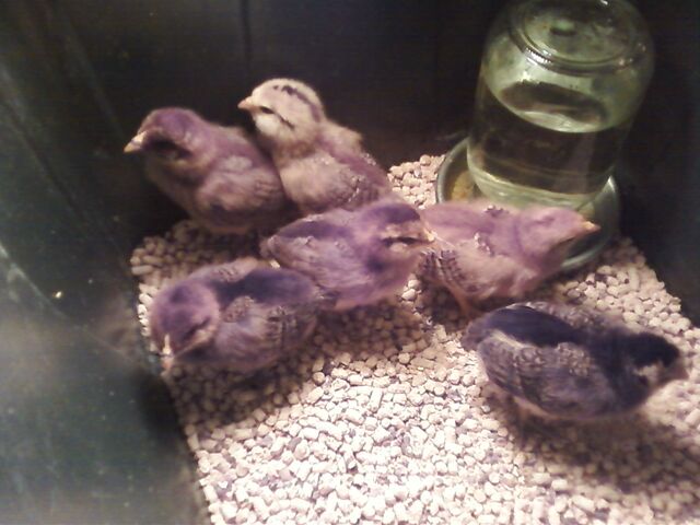 File:Baby Chickies (2012).jpg