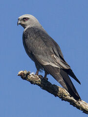 Mississippi Kite -1 6-10-15